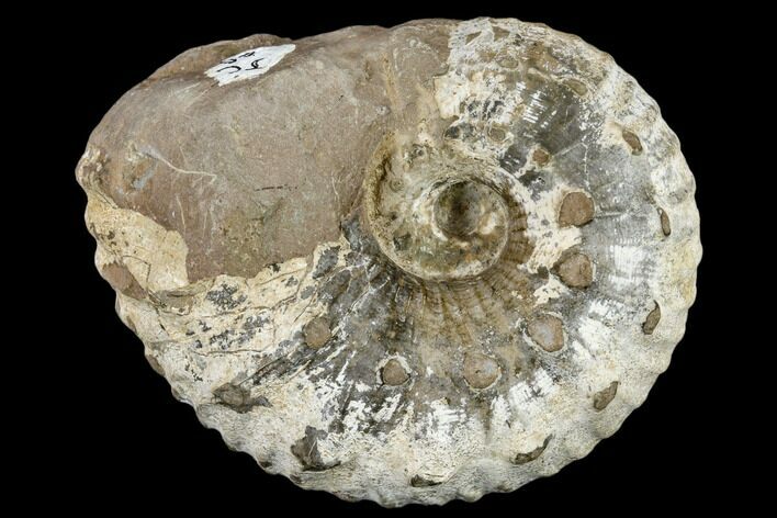 Jurassic Ammonite (Liparoceras) Fossil - England #113150